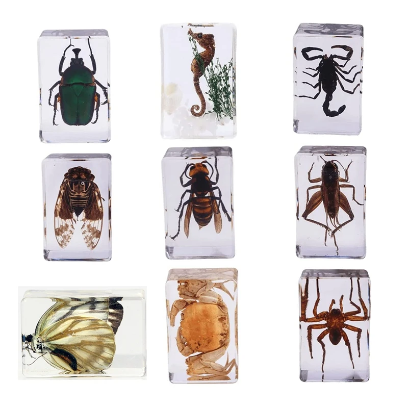 

9 шт., образцы насекомых, морская лошадь, Скорпион, крикет, васп, Цикада, Бабочка, краб, паук,