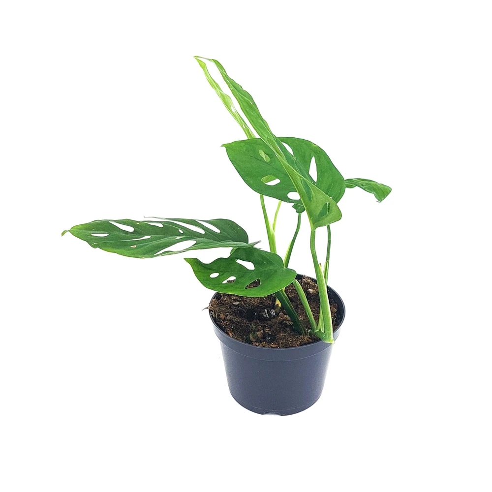 Монстера Адансони дм 12 см выс 25-30 |