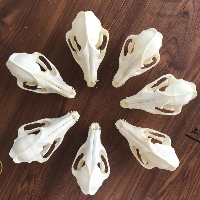 

1-5pcs Taxidermy Real Bone Raccoon Skull ,Nycereutes Procyonoides Skull Taxidermy Real Bone Skeleton Christmas Decoration Gift