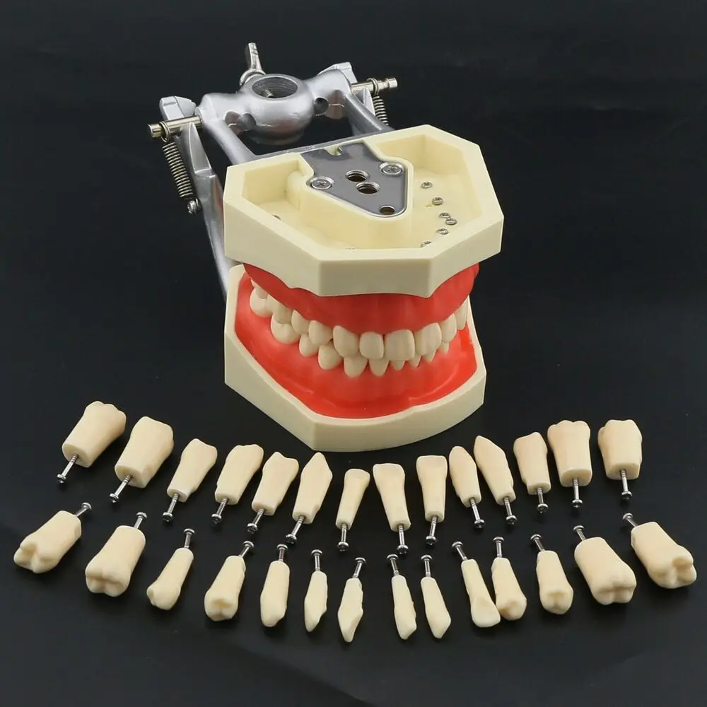 Kilgore Nissin 500 Type Dental Typodont Model 28PCS Teeth Removable Screw-in