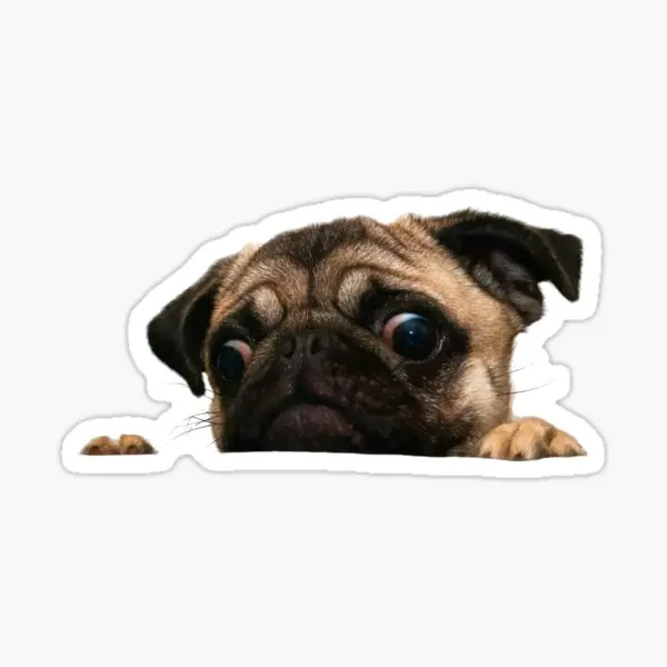 

Pug Irkı Type Dog Sticker Car Auto Bonding 17CM N4