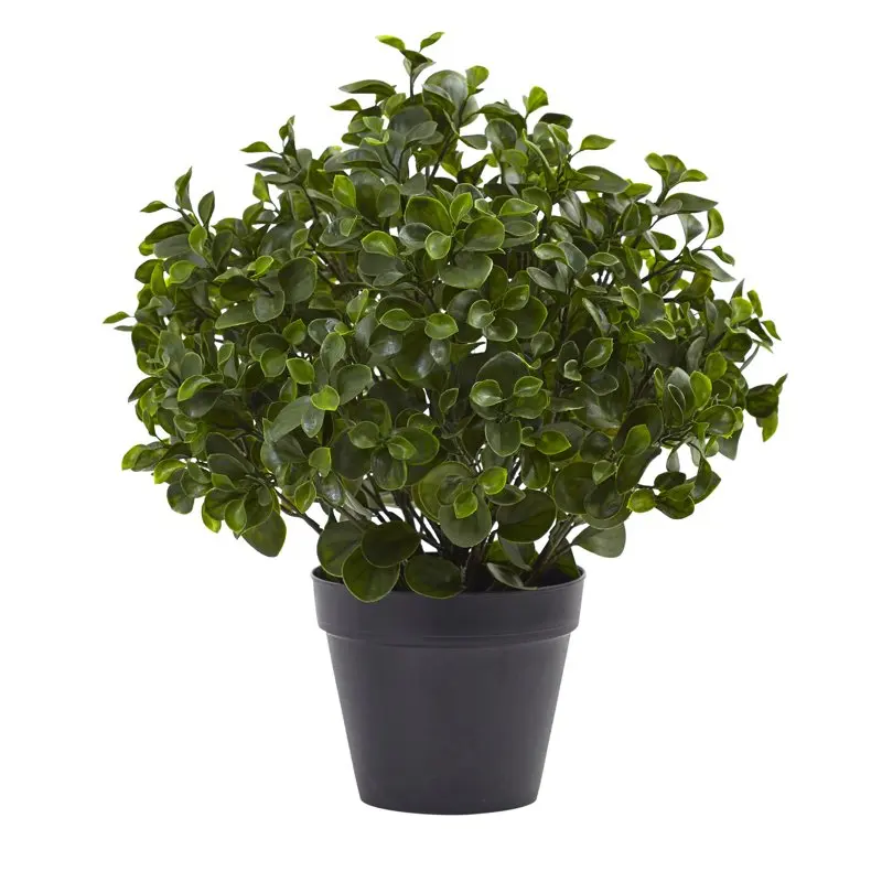 

in. Peperomia Plant UV Resistant (Indoor/Outdoor)