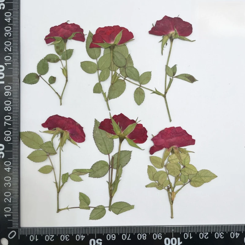 

Прессованные розы NYAConfetti, набор из 12 штук