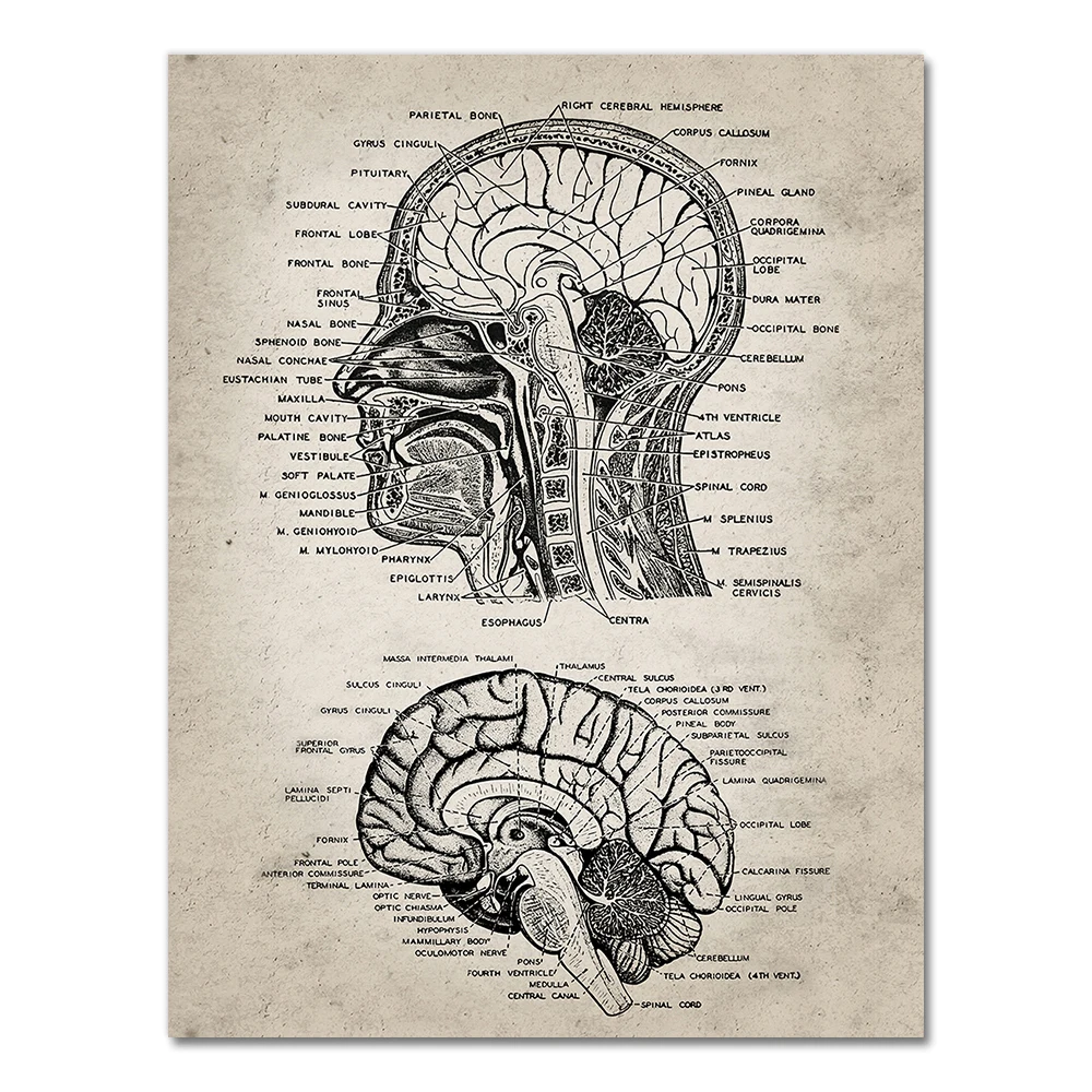 

Анатомический скелет, картина на холсте, AliPaint