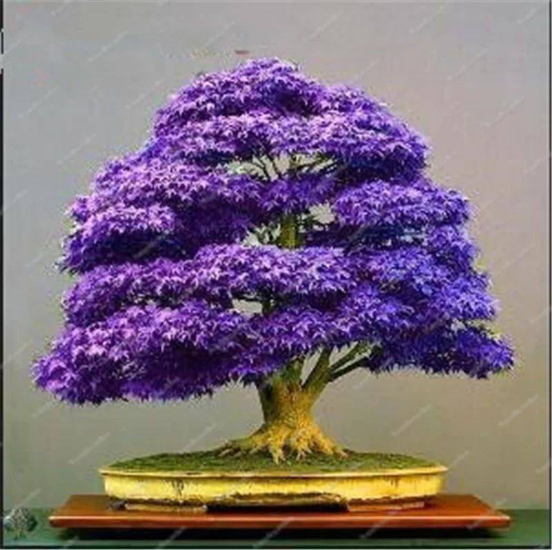 

Кленовые растения treejapanese Maple leaf 50 шт.