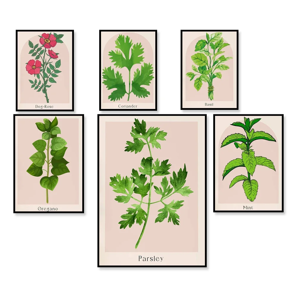 Herbal poster mint herb cumin dill basil licorice arugula fenugreek drawing botanical