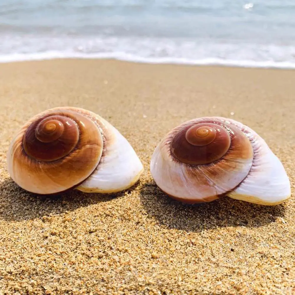 

Natural Bread Snails Natural Conch Bread Decor Decoration Ornaments Home Aquarium Snail Lands Micro-landsc X9a2