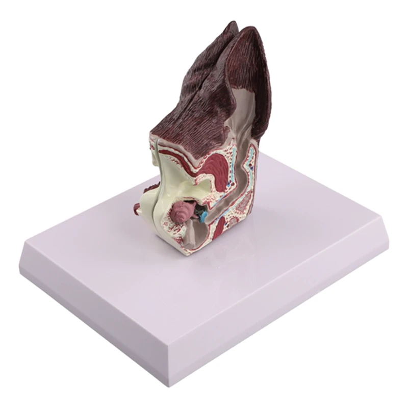 Модель анатомии животных для собак вспомогательная научная модель изучения