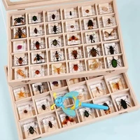 1pc60 style real insect resin specimen teaching birthday gift home furnishings scientific observation home decor room decor