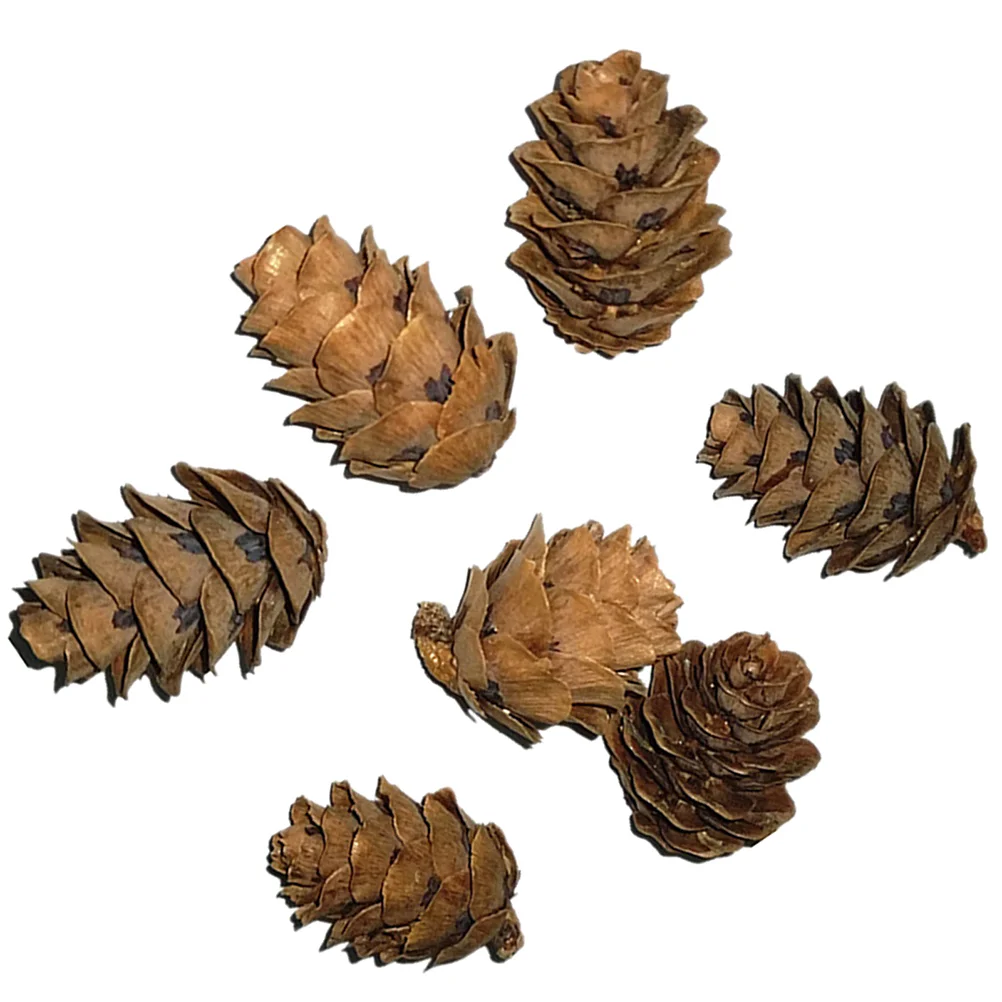 

50 Pcs Real Pine Ornaments Pine Cone Shooting Props for Decoration