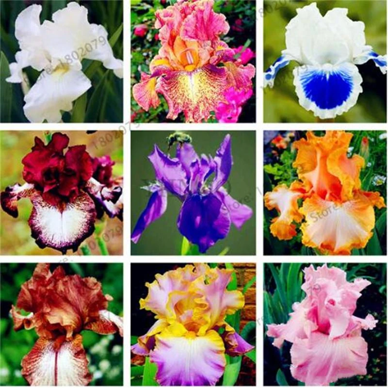 

200Pcs Colorful Iris Flower Home Furniture Rare Plants Heirloom Tectorum Perennial Flower Wood Bathroom Cabinet M0L-D