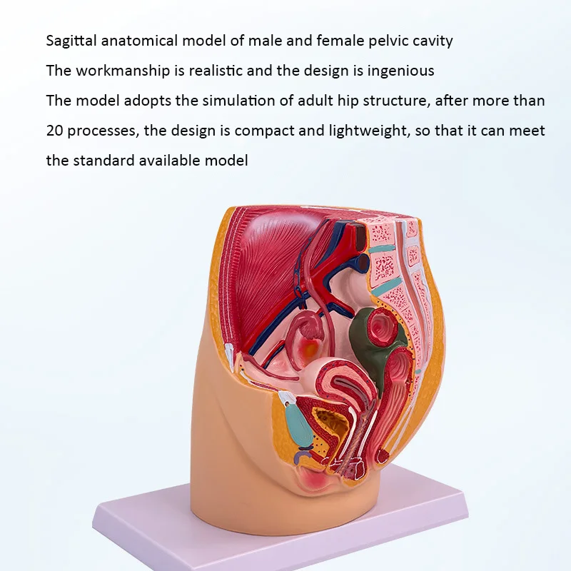 

Модель женской тазовой системы ZJMZYM