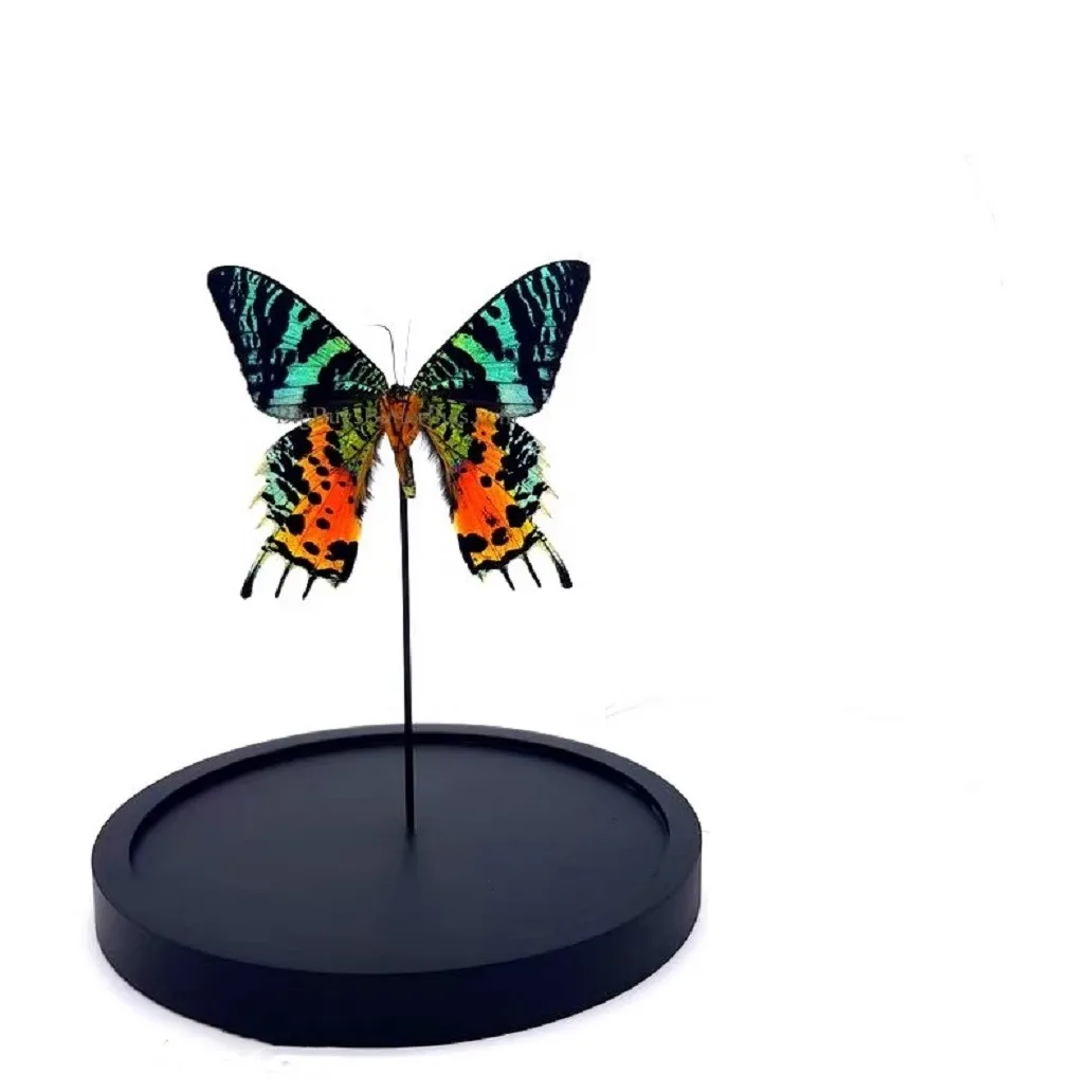 Подарочная коробка с изображением настоящей бабочки поделки ручной работы