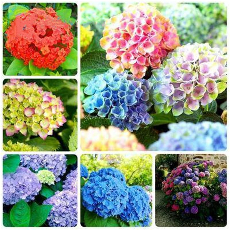 

15Pcs Colourful Hydrangea Home Furniture Nature Fragrant Coleus Blumei Viburnum Flower Wood Shoe Cabinet E1O-N
