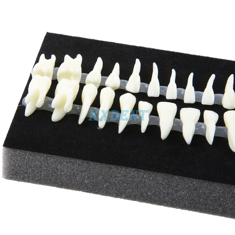 Полноразмерная модель зубного полового рта постоянного зуба для полости с
