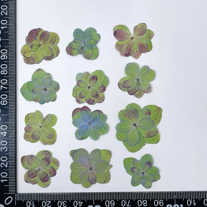 

Прессованные цветы гортензии NYAConfetti 12 шт.