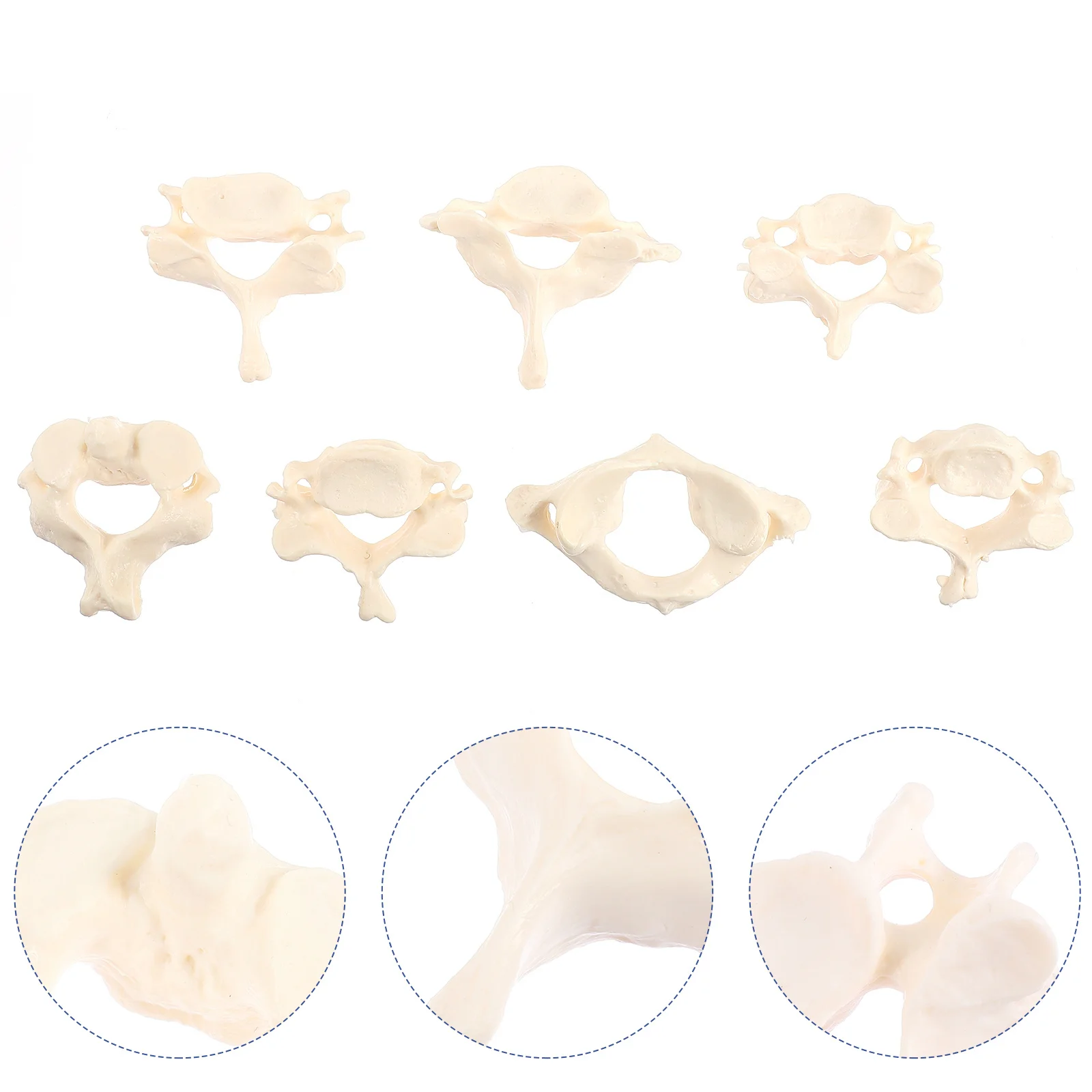 

Model Spine Human Cervical Anatomical Vertebrae Cord Spinal Life Sizescientific Teaching Anatomy Tool Skeleton