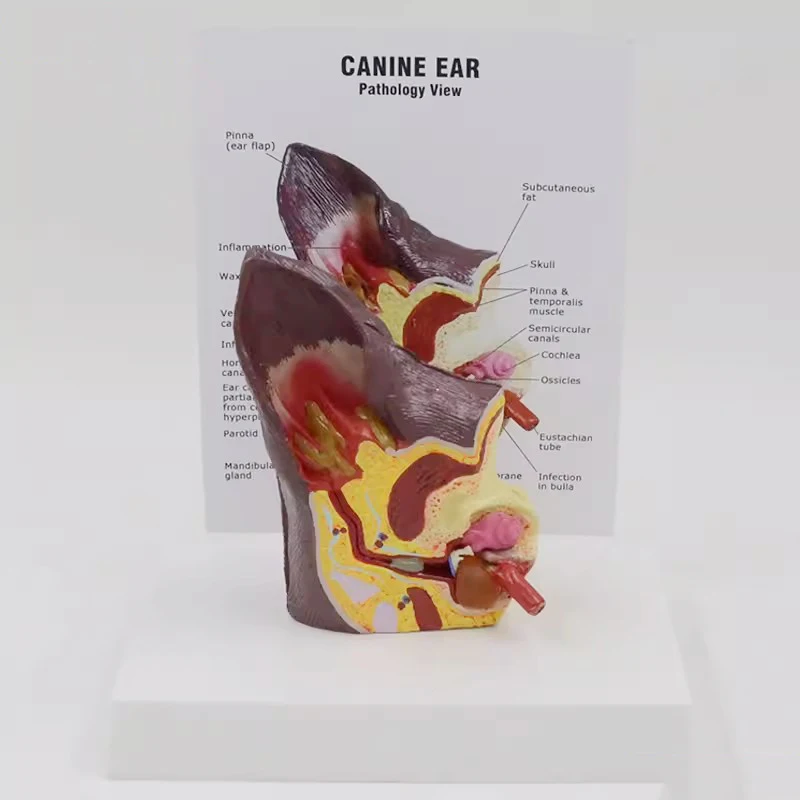 Модель анатомического животного для собак и ушей ветеринарные медицинские
