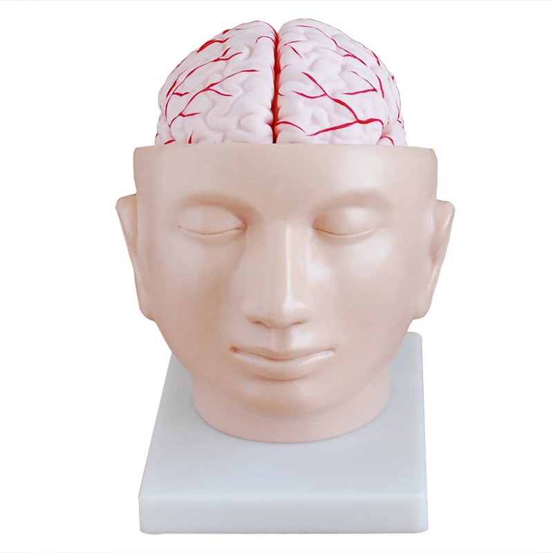 

1:1 Human Life Size Intracranial Brain Structure Cerebral Anatomy Teaching Medical Teaching Aids Head Model with Cerebral Artery