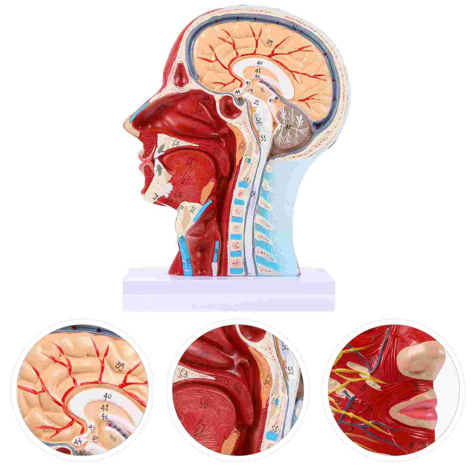 

1Pc Head Mid-Sagittal Section Model Light Safe Fine 3D Head Anatomical Model ENT Anatomy Prop