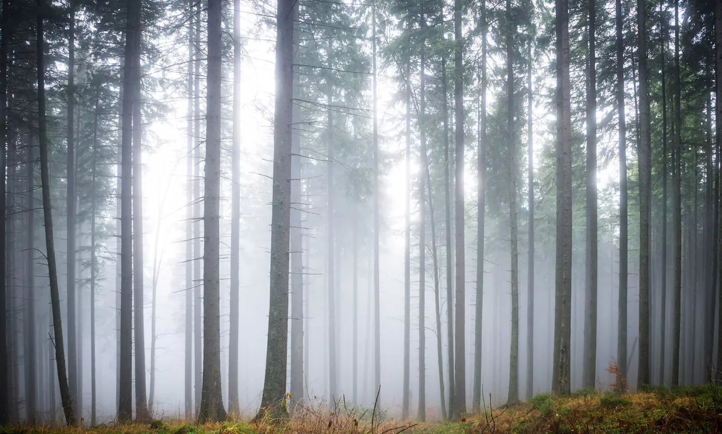

Beibehang шелковые обои, черно-белое искусство, панно с изображением леса