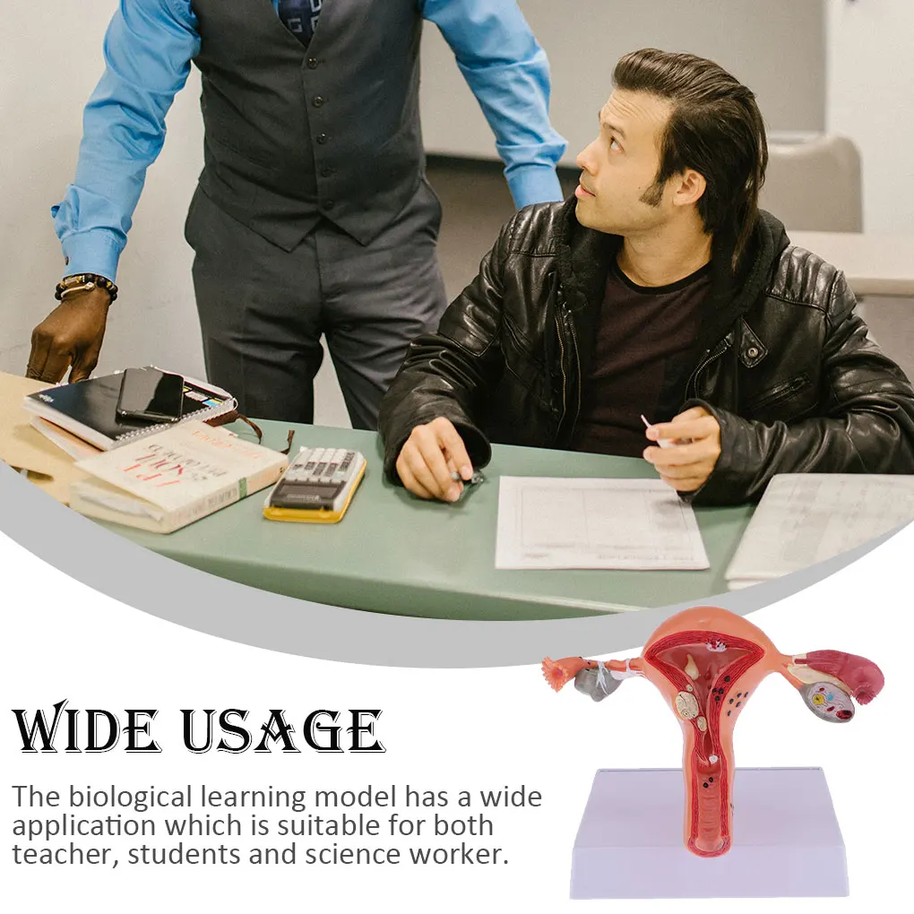 

Female Human Fake Uterus Structure Plastic Model Educational Teaching Aid Display Experiment Accessory for School