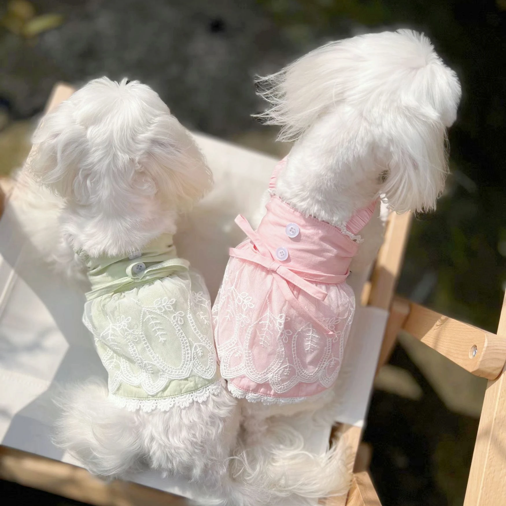 Весенне-летние хлопковые кружевные подтяжки маленькая собака Мальта Бишон