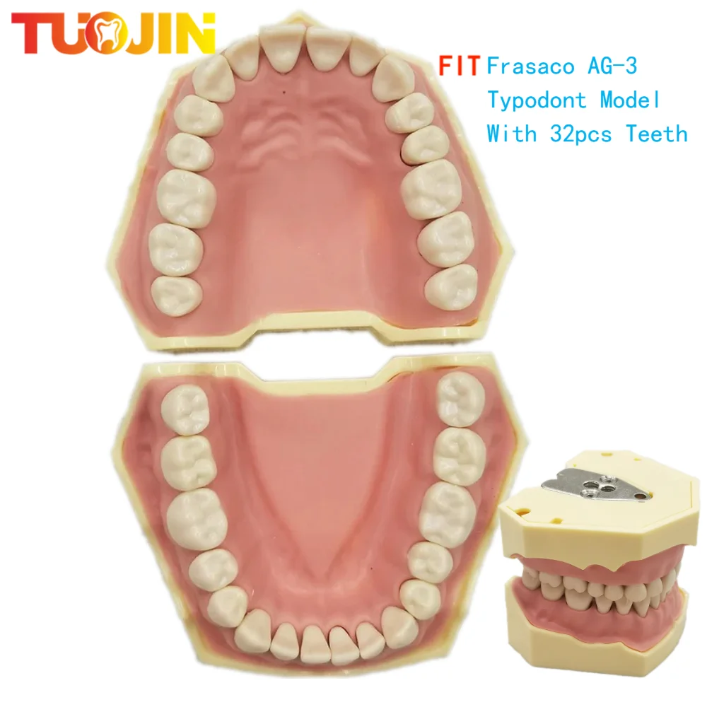 

Модель зубной резины, модель зубной резины для обучения, модель зубной резинки, оборудование для стоматологии, подходит для AG-3 32 teth