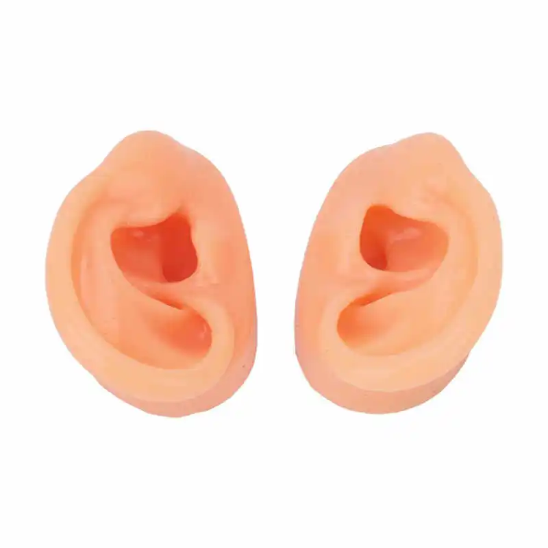 

Teaching Ear Model Long Lasting Simulated Waterproof Ear Model for Doctors for Hearing Aid Centers
