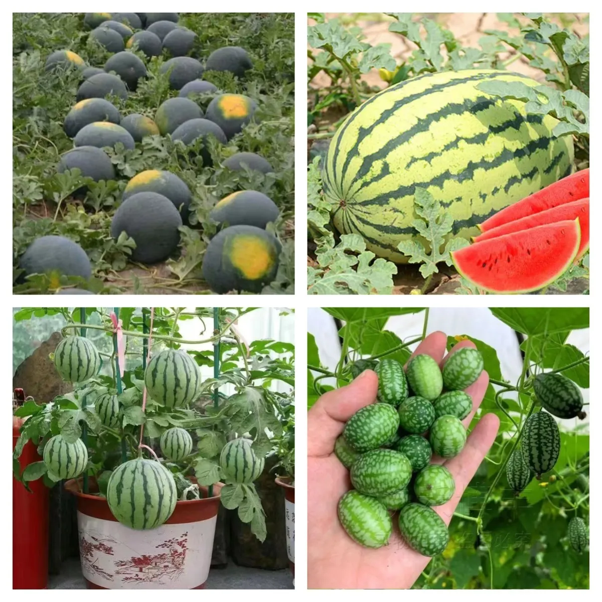 

Мини-арбуз, овощи и фруктовая Дыня 20 шт.