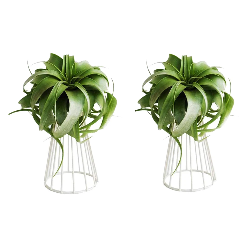 

2 Pack Air Plant Holder Tillandsia Metal Indoor Tabletop Big Streptophylla Air Plant Stands Plant Racks Plant Stand