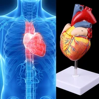 2021 new disassembled anatomical human heart model anatomy medical teaching tool