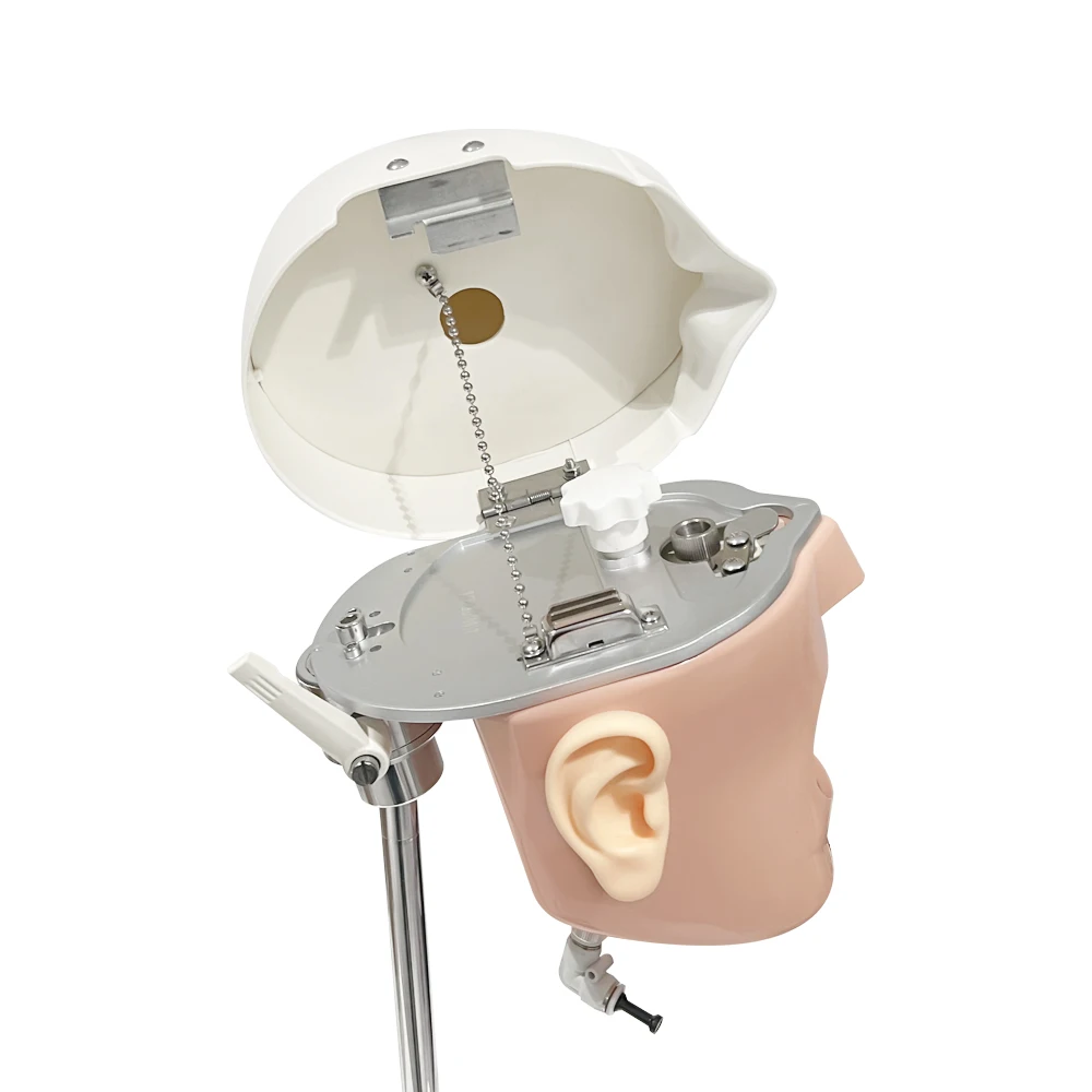 Модель головы стоматологический симулятор манекен стоматологическое обучение