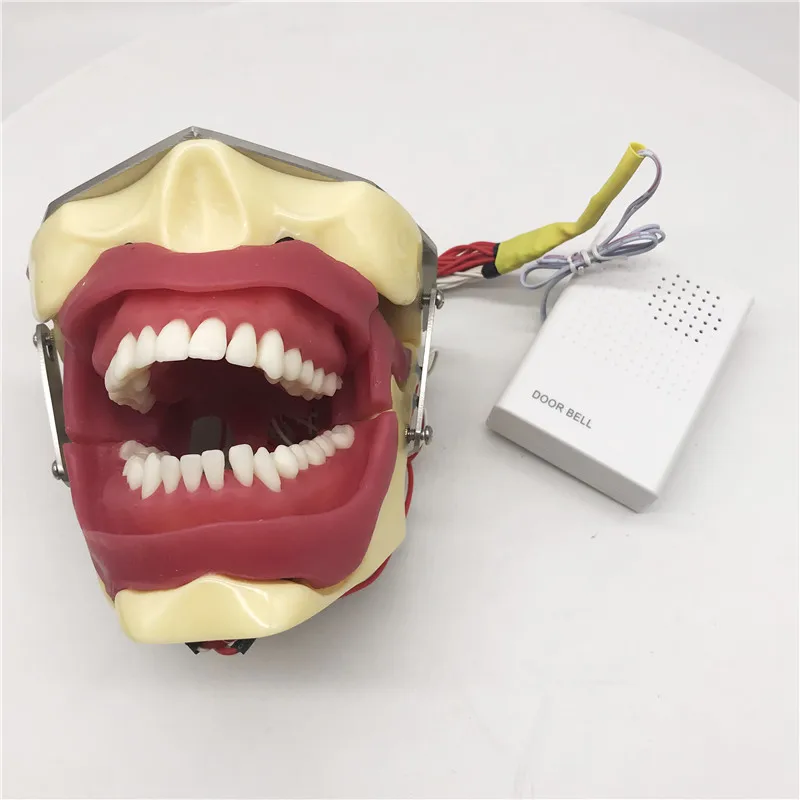 Модель экстракции стоматологической анестезии с зуммером модель для обучения