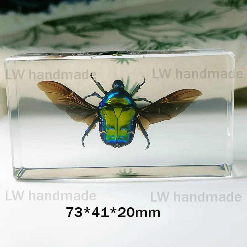 Sealed specimens of real insects beetles conch cicadas are wrapped in resin suitable for home decoration teaching cognition 73mm images - 6