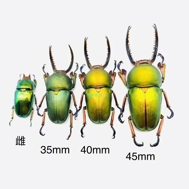 

Сушеный образец насекомого Золотой олень