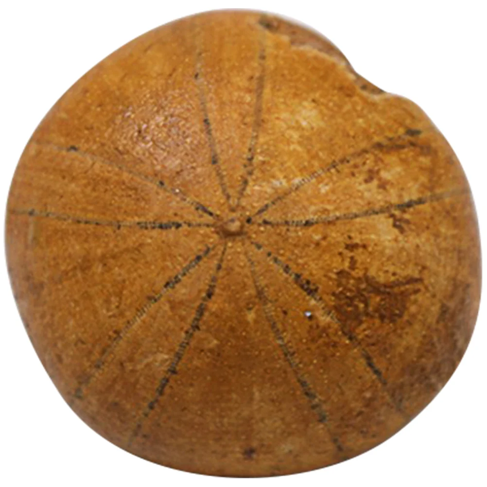 

Морской урчин, ископаемый образец, модель, украшение для стола, студенческое обучение, декор из окаменелости, морские животные