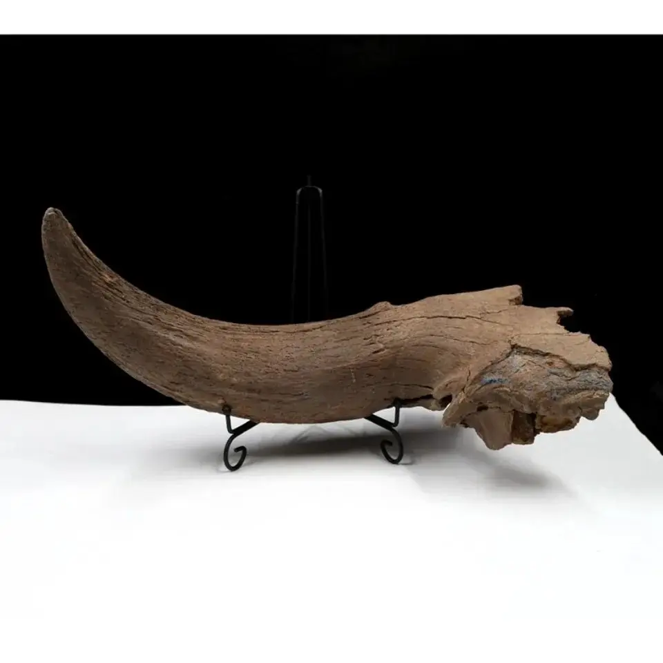 Ice Age Animal Ox Horn Fossil Bison Horn Fossil Protolith Animal Bone Fossil Paleontological Fossil Specimen