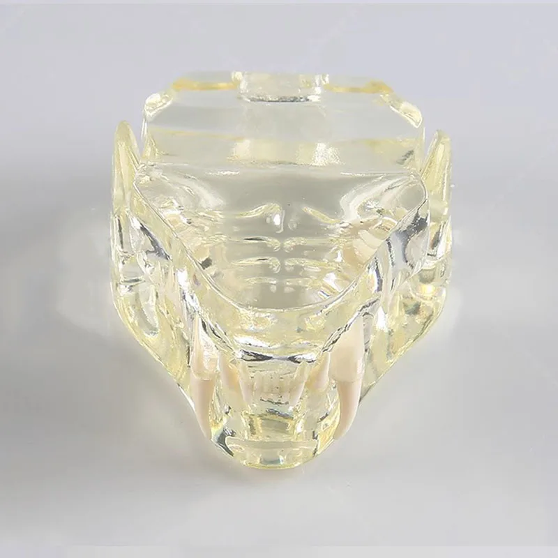 Смола животное стоматологическая прозрачная собака кошка модель оральных зубов