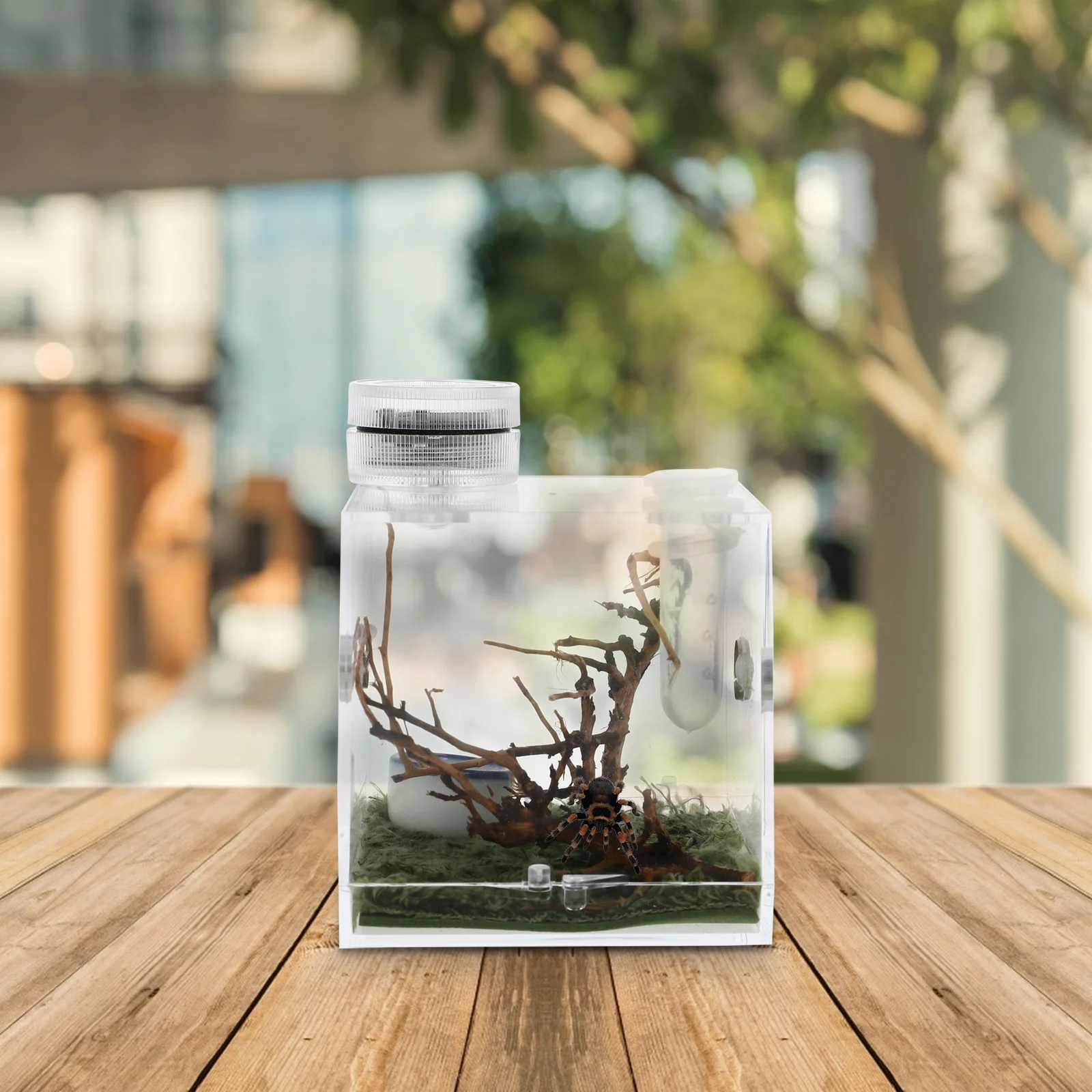 Jumping Spider Breeding Box Living Habitat Cage Reptisoil Case Spiders Carrier Holder Small Animals House