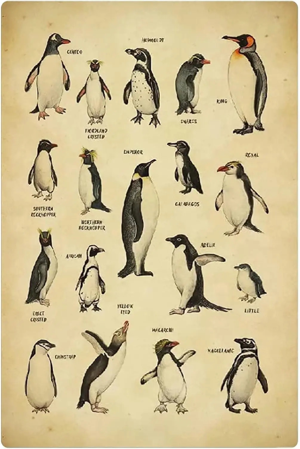 JUFOTK Breeds Of Pengun Metl Tn Sgns Типы Знания Ретро Плакат Офис Сцена Wll Декор Домашний Frmhouse Club