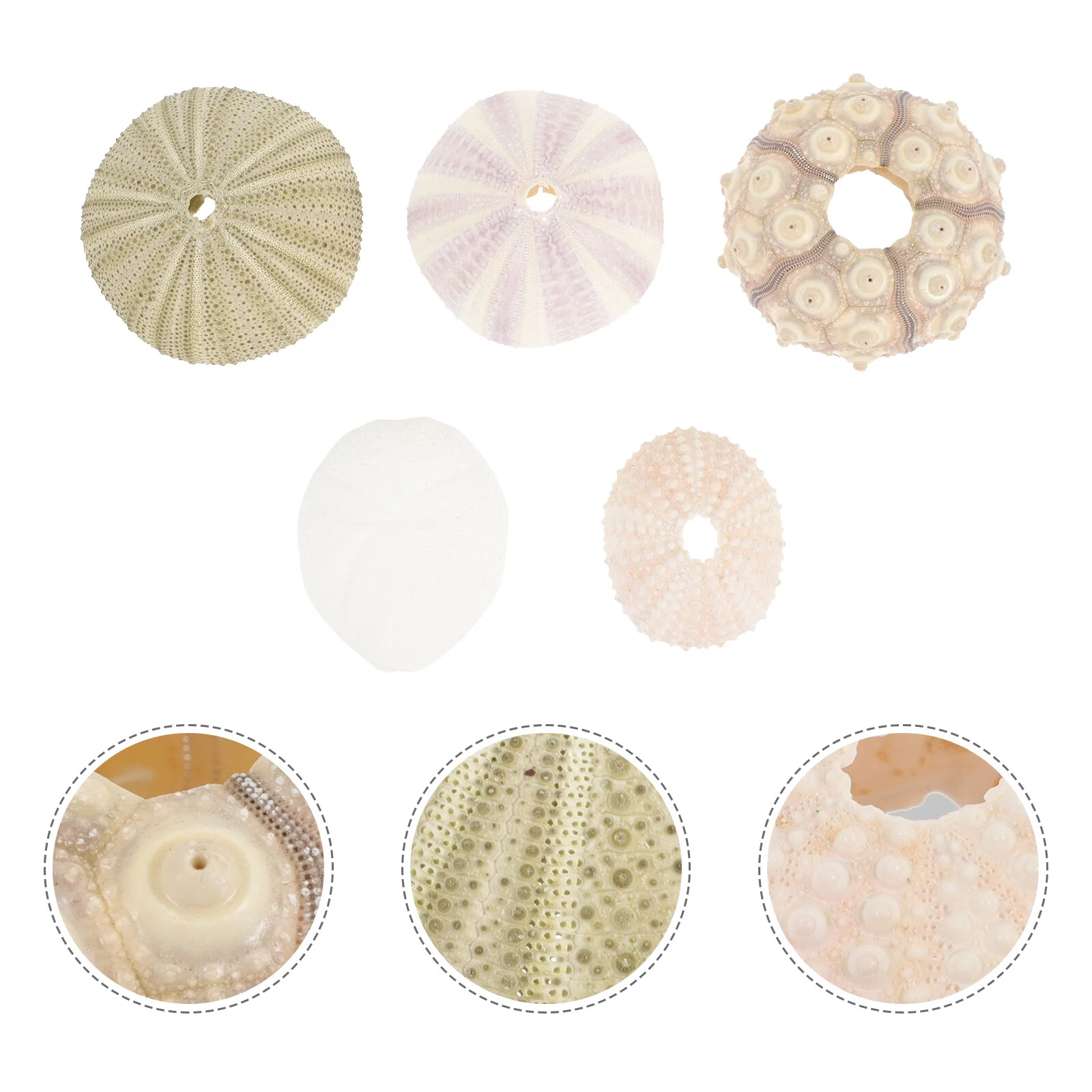 

5 Pcs Sea ​​urchin Shell Mini Flower Pot Decors Desktop Craft Ornaments Air Pineapple Aquarium Crafts Accessories