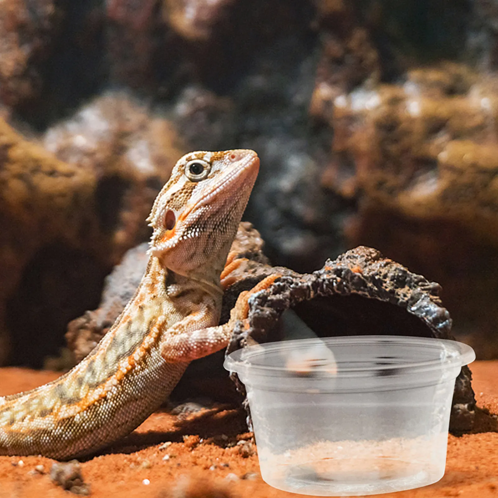 Фото 30 шт. пластиковых чаш для кормления рептилий, миски для еды и воды для гекконов, ящериц, змей, аксессуары и принадлежности для маленьких домашних животных №4