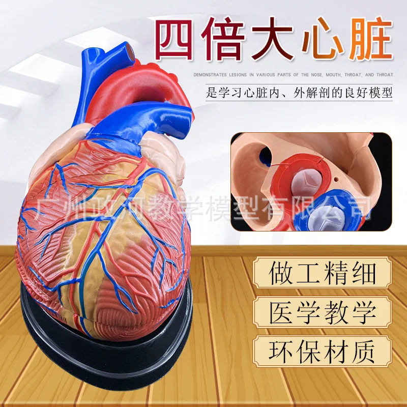 

4-Fold Enlarged Cardiac Model Cardiology Anatomy Of The Human Heart Medical Model Circulation System Medical Color Ultrasound De