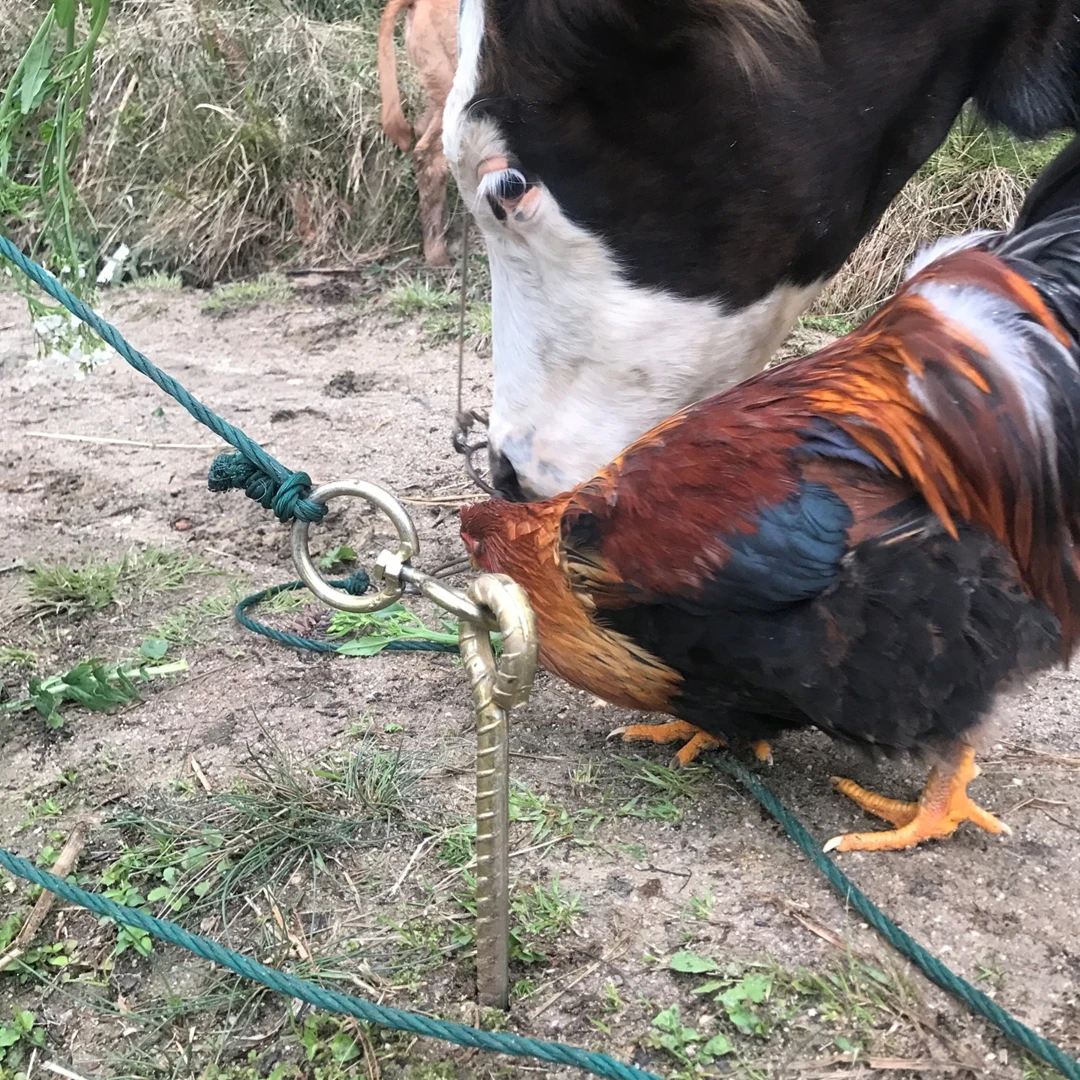 

Палатка с фиксированным ворсом для домашних животных, собак, крупного рогатого скота и овец