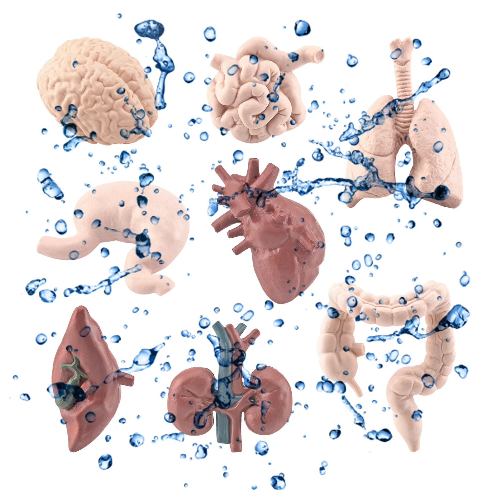 

3D Human Body Organ 8 Pieces Organ Structure Model For School Medic Education 3D Human Body Organ Model For Preschool Home Kids