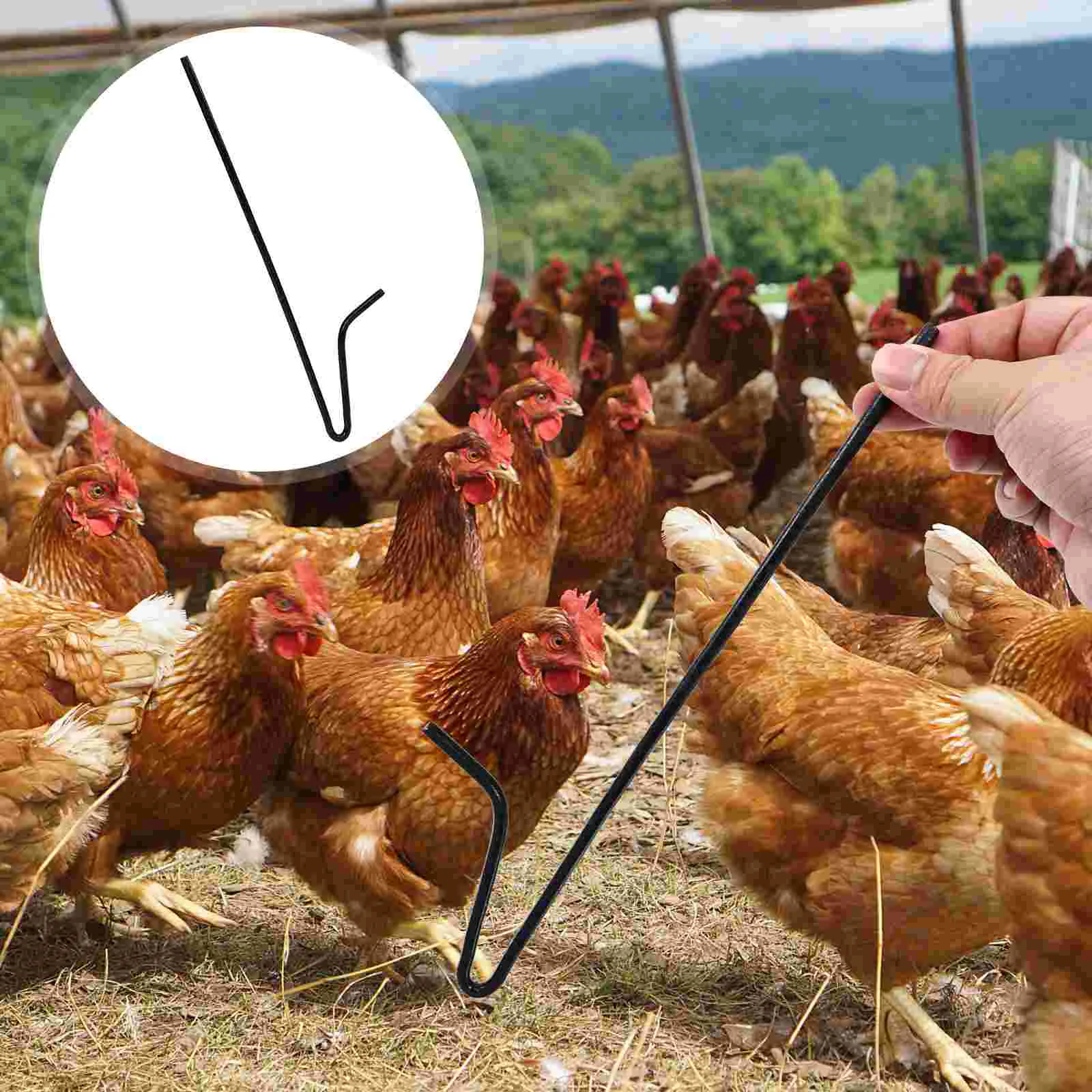 

Chicken Catching Tool Hook Doitool Duck Pole Catcher Outdoor Duck Catcher Chicken Trapping Pole Iron Hook Pole Catching Use
