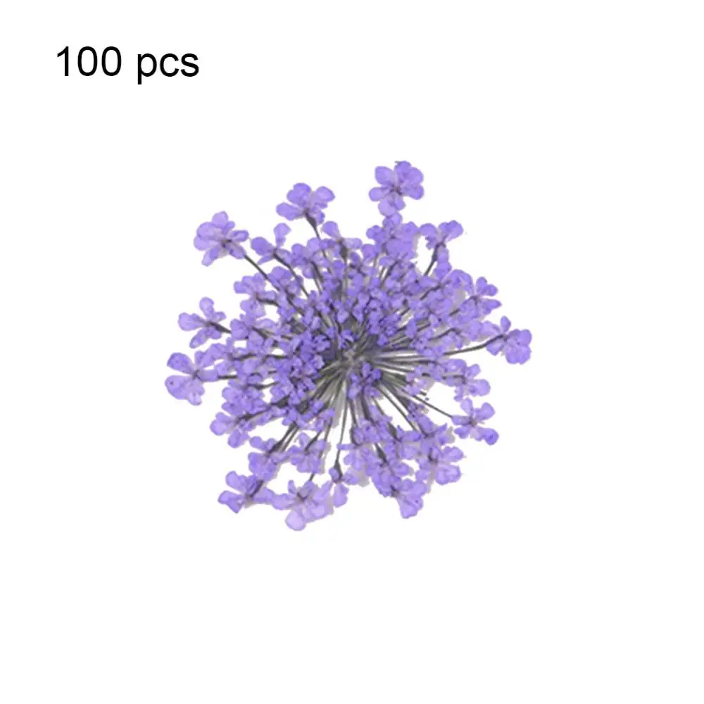 

Натуральные сухие цветы Ammi Majus для декорирования телефонов