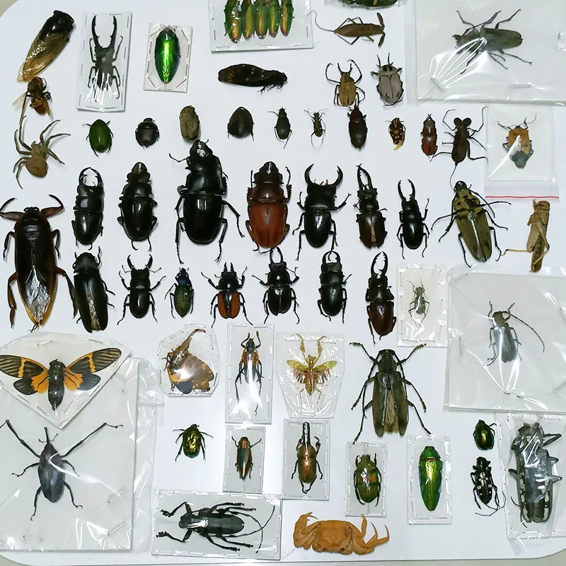 

Real Insect Specimens, Beetles, Longhorn Beetles, Cicadas, Stag Beetles, Insect Collection, Students Observe Teaching Specimens