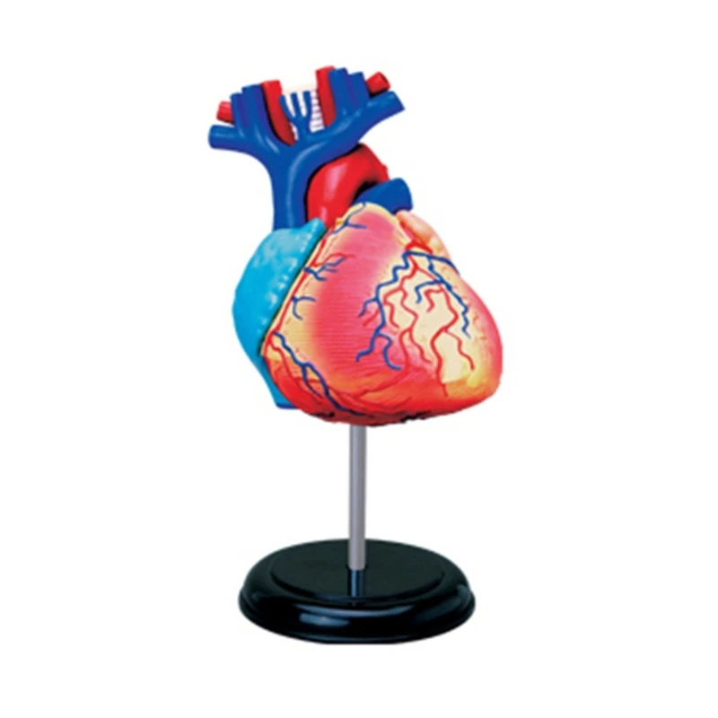 

Anatomical Human Heart Model for Medical Cardiovascular Medical Biological Experiment Heart Model of Human Heart Model E65C